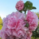 30 Pink Giant Danish Double Hollyhock Flower Seeds Perennial