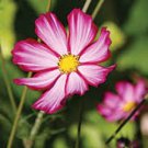 35 Cosmos Pink Picotee Flower Seeds Drought Tolerant Long Lasting Annual