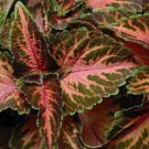 50 Coleus Wizard Coral Sunrise Shade Loving Flower Seeds Long Lasting Annual
