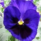 New 35 Pansy Inspire Blue Velvet Flower Seeds Long Lasting Annual