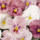 New 20 Pansy Panola Pink Shades Flower Seeds Long Lasting Annual