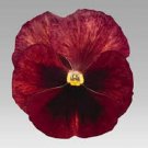 New 35 Pansy Inspire Terracotta Flower Seeds Long Lasting Annual