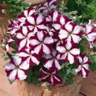 30 Star Burgandy Petunia Flower Seeds Long Lasting Annual