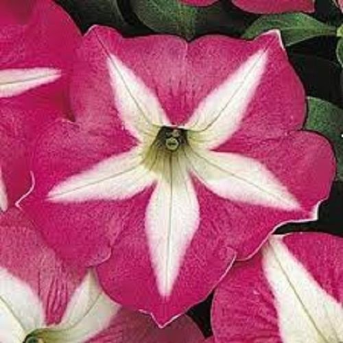 30 Star Rose Petunia Flower Seeds Long Lasting Annual