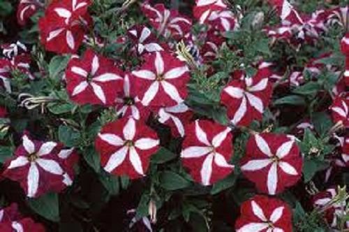 30 Star Red Petunia Flower Seeds Long Lasting Annual Annual