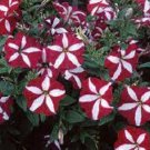 30 Star Red Petunia Flower Seeds Long Lasting Annual Annual