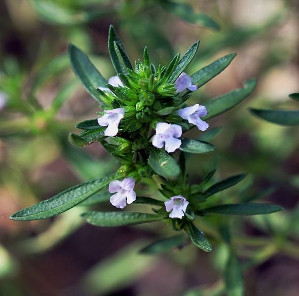 50 Summer Savory Herb Flower Seeds Re Seeding Annual Sarureja Horrensis