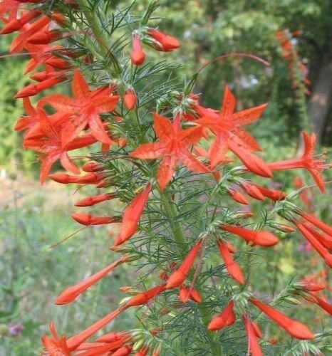 40 Red Standing Cypress Texas Plume Flower Seedsdisease Pest Resistant