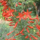 40 Red Standing Cypress Texas Plume Flower Seedsdisease Pest Resistant