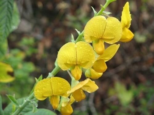 30 Arrowhead Rattlebox Flower Seeds Self Seeding Annual Drought Tolerant