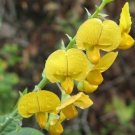 30 Arrowhead Rattlebox Flower Seeds Self Seeding Annual Drought Tolerant