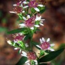 40 Calico Aster Flower Seeds Self Seeding Annual