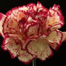 30 Red And White Carnation Chabaud Picotee Flower Seeds Perennial Great Gift