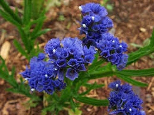 50 Deep Blue Statice Flower Seeds Long Lasting Annual Great Cut Or Dried
