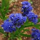 50 Deep Blue Statice Flower Seeds Long Lasting Annual Great Cut Or Dried