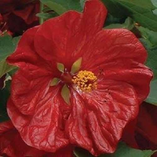 15 Abutilon Hybiscus Like Flowering Maple Perennial Seed Mix