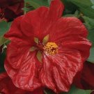 15 Abutilon Hybiscus Like Flowering Maple Perennial Seed Mix