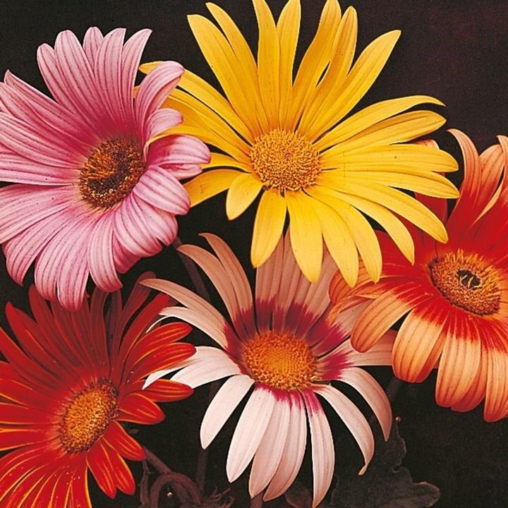 40 African Daisy Flower Seeds Mix Long Lasting Annual
