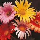 40 African Daisy Flower Seeds Mix Long Lasting Annual