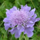 25 Lilac Scabiosa Pincushion Flower Seeds Perennial