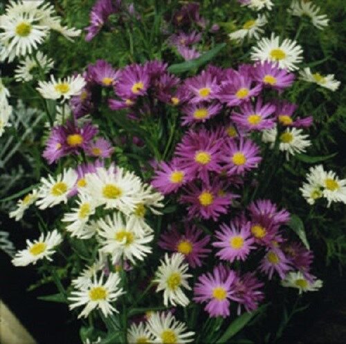 30 Aster Novae Belgii Flower Seed Mix Long Lasting Annual