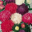 30 Aster Milady Cut Flower Assortment Flower Seed Mix Annual