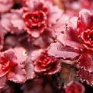 50 Sedum Dragons Blood Flower Seeds Dark Red Drought Tolerant Perennial