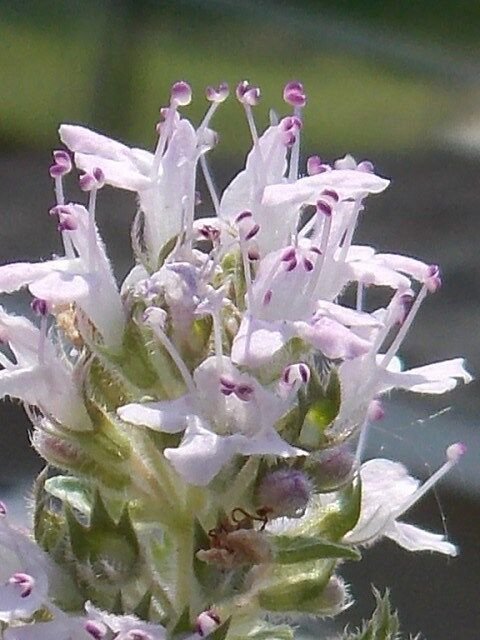 50 Thymus Serpyllum Magic Carpet Thyme Flower Seeds Herb Perennial
