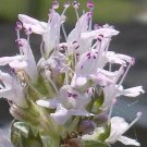 50 Thymus Serpyllum Magic Carpet Thyme Flower Seeds Herb Perennial