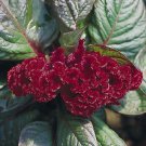 30 Mahogany Colored Cockscomb Celosia Cristata Flower Seeds