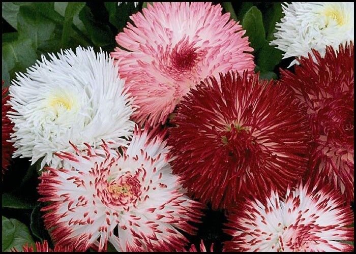30 Double Bellis English Daisy Flower Seed Mix Self Seeding Annual Acts A Per