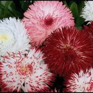 30 Double Bellis English Daisy Flower Seed Mix Self Seeding Annual Acts A Per