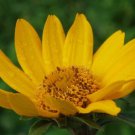 50 Heliopsis False Sunflower Seeds Perennial Grows Poor Soil Even Hard Clay