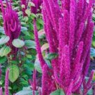 50 Amaranthus Lotus Purple Flower Seeds Annual Most Colorful