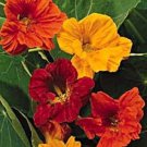 New 35 Nasturtium Jewel Mix Flower Seeds Mix Re Seeding Annual