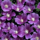 20 Anoda Cristata Flower Seeds Annual Marvelous Coloring