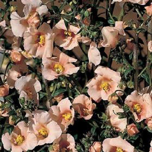 25 Alonsoa Salmon Mask Flower Seeds Perennial