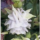 25 Aquilegia Grannys Lace Bonnets Flower Seeds Perennial Columbine