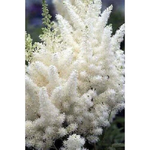 25 White Astilbe Flower Seeds Shade Loving Perennial Deer Resistant