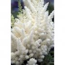 25 White Astilbe Flower Seeds Shade Loving Perennial Deer Resistant