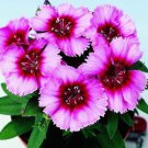 40 Dianthus Vampire Perennial Flower Seeds Fragrant Long Lasting