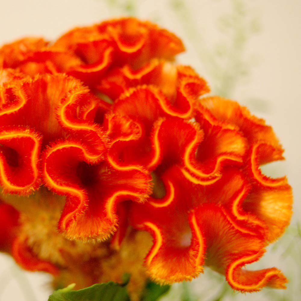 Orange Colored Cockscomb Celosia Flower Seeds