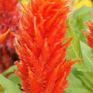 30 Celosia Plumed Flame Orange Flamingo Self Seeding Annual Flower Seeds
