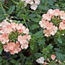 35 Verbena Coral With Eye Perennial Flower Seeds Deer Resistant