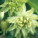 25 Lime Sorbet Aquilegia Columbine Flower Seeds Perennial