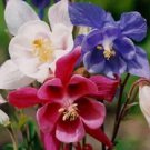 25 Red White And Blue Star Mix Aquilegia Columbine Flower Seeds Perennial