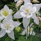 25 White Star Aquilegia Columbine Flower Seeds Perennial