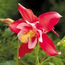 25 Red Star Aquilegia Columbine Flower Seeds Perennial