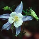 25 Blue Star Aquilegia Columbine Flower Seeds Perennial