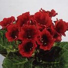15 Gloxinia Avanti Scarlet Flower Seeds House Plant
